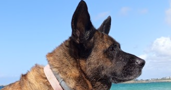 lenaïg pet sitter à HANVEC 29460_0