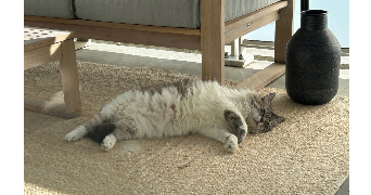 maureen pet sitter à Villenave d'Ornon 33140_9