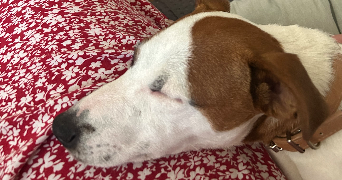 flavie pet sitter à ST PIERRE DES CORPS 37700_5