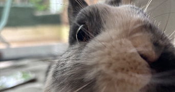 naïa pet sitter à MONTPELLIER 34090_0