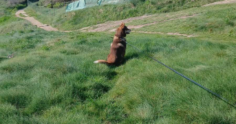 lucile pet sitter à MELLAC 29300_2