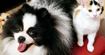 florence pet sitter à MULHOUSE 68100_3