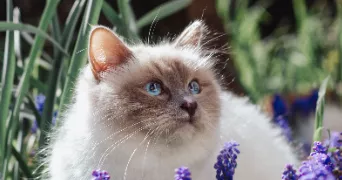 jade pet sitter à LOIRE AUTHION 49630