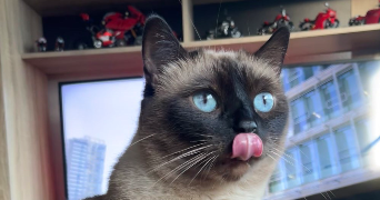 lilian cat sitter à CLERMONT FERRAND 63000_3