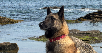 alex pet sitter à Sainville 28700_4