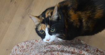 melissa pet sitter à BOURGOIN JALLIEU 38300_7