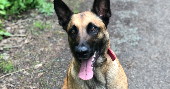 sabrina  pet sitter à TROYES 10000_3