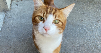 manon pet sitter à NANCY 54000_2