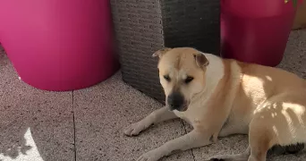 chanel dog sitter à ANGLET 64600