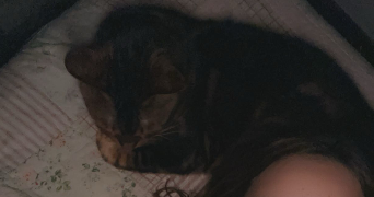 Emma pet sitter à ST MARTIN D HERES 38400_1