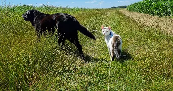 marine pet sitter à Courpalay 77540