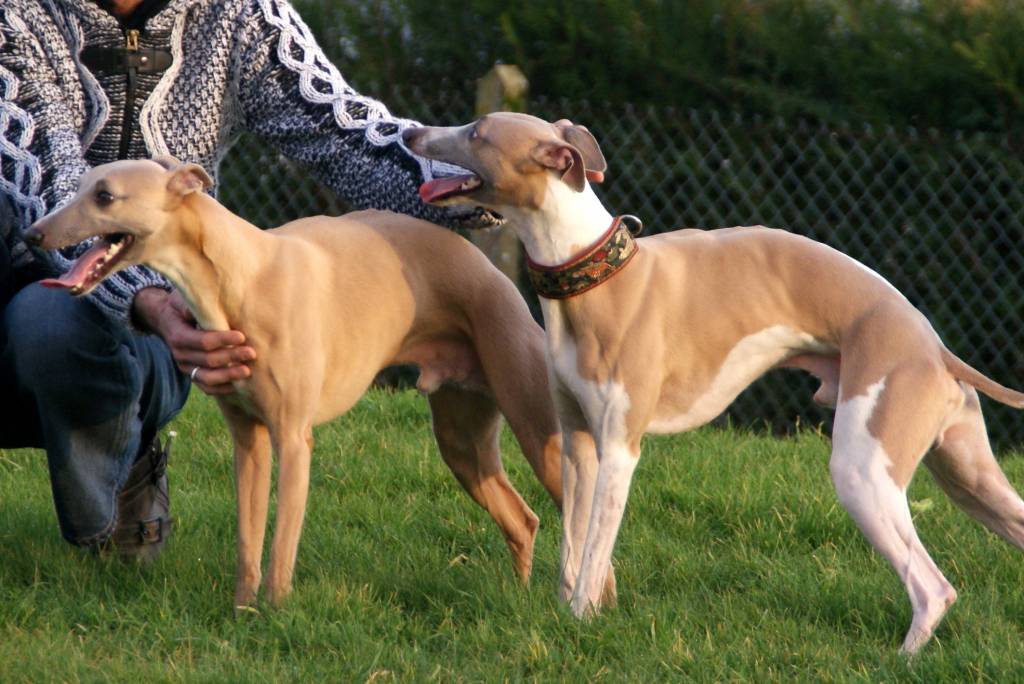 cathy pet sitter à Arcisses 28400_1