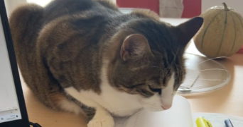 mathilde pet sitter à NANCY 54000_2