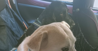 claudine pet sitter à TOULON 83000_5