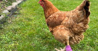 aimy pet sitter à Amiens 80100_1