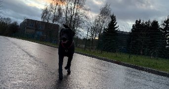 margaux pet sitter à DONCHERY 08350_2