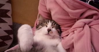 chrystelle pet sitter à VILLIERS SUR ORGE 91700_1