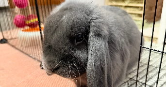 sophie pet sitter à HOERDT 67720_8