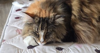 berenice pet sitter à BASSY 74910_1