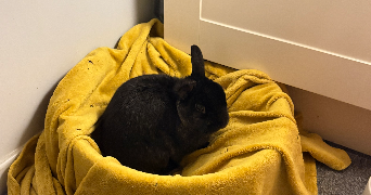 solène pet sitter à NOISY LE GRAND 93160_3