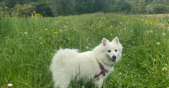 coralie pet sitter à LYON 03 69003_1