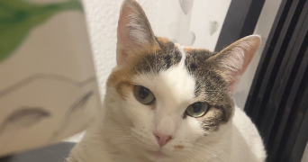 lea pet sitter à MEZE 34140_1