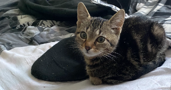 manon pet sitter à BURBURE 62151_4