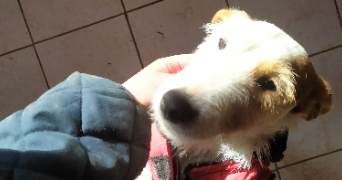 angélyne pet sitter à LYON 06 69006_3