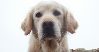 elodie pet sitter à CHARLY 69390_5