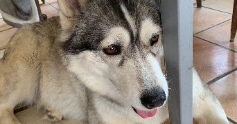 margot pet sitter à BEAUVAIS 60000_9