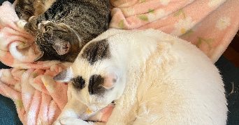 nisserine cat sitter à LYON 04 69004_2
