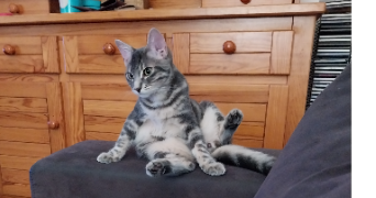 corine pet sitter à Villefranche-sur-Saône 69400_8