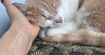 caroline pet sitter à CALUIRE ET CUIRE 69300_1