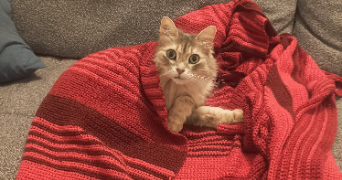 coralie pet sitter à CHATEAUNEUF SUR LOIRE 45110_4