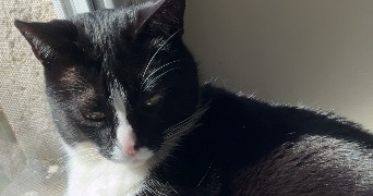 emilie pet sitter à MARSANNAY LA COTE 21160_4