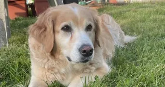 joseph pet sitter à Chambly 60230