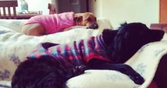 pri pet sitter à VILLENEUVE LES AVIGNON 30400_2