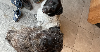 marie pet sitter à CHATEAUNEUF DE GALAURE 26330_0
