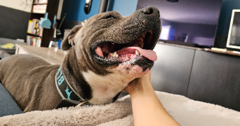 marie pet sitter à Chaingy 45380_10