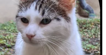 manon pet sitter à DIJON 21000