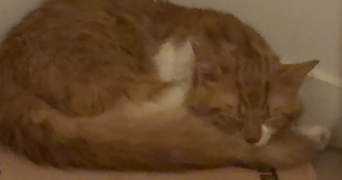 lilla pet sitter à NANTERRE 92000_1