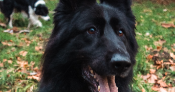 louise pet sitter à COURBEVOIE 92400_3
