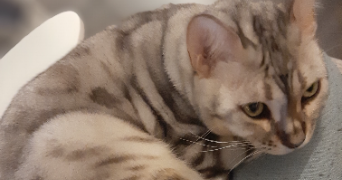 calypso pet sitter à MONTPELLIER 34000_2