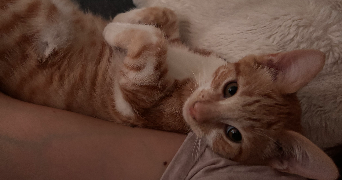 océane pet sitter à CHABLIS 89800_2