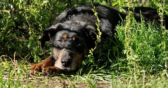 iliana pet sitter à AUCAMVILLE 82600_5
