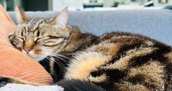 jessica pet sitter à MORANCE 69480_1