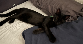 justine pet sitter à BORDEAUX 33800_6