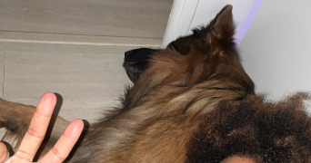 ilhan pet sitter à LIMEIL BREVANNES 94450_2