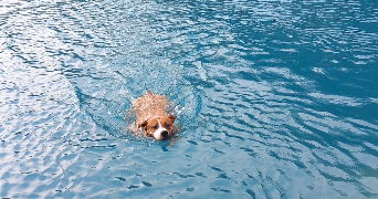 mathilde  pet sitter à Bienvillers au bois 62111_5