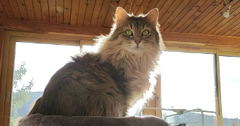 océane  pet sitter à Rontalon 69510_3
